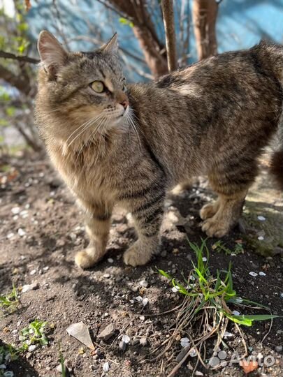 Кошка в дар бесплатно