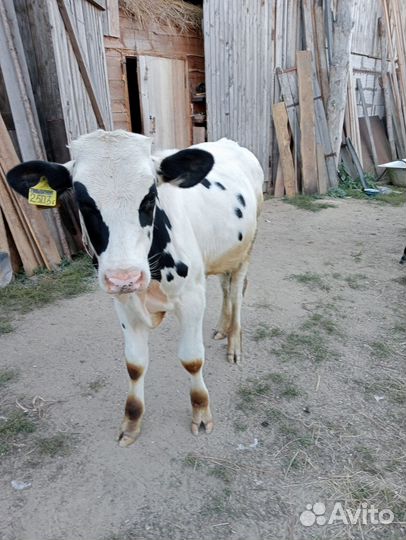 Телята бычки