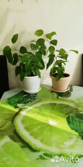 Цветы для дома