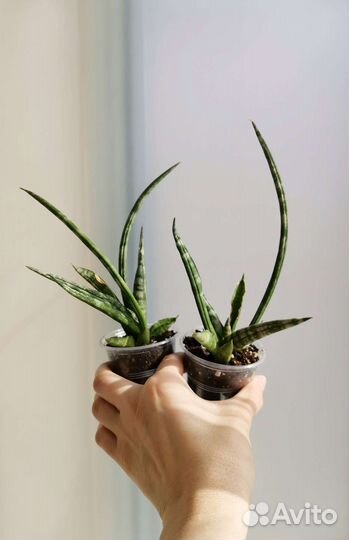 Сансевиерия цилиндрика Сингах Cylindrica Singah