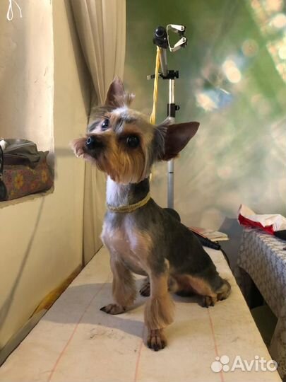 Груминг собак и кошек