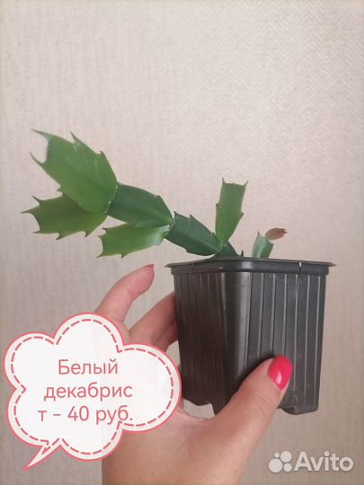 Белая шлюмбергера с розовой серединкой