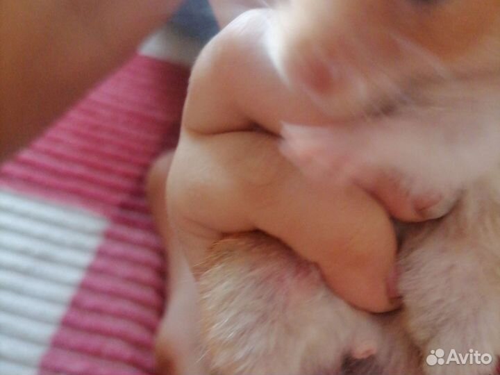 Катуна ед самец сирицский