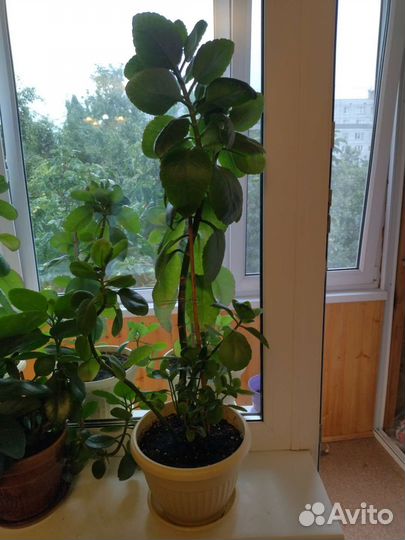 Комнатные цветы Каланхоэ