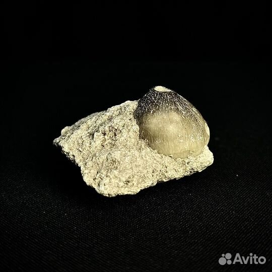 Зуб Мозазавра окаменелость ископаемый