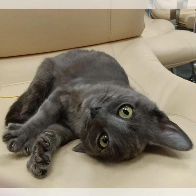Котёнок в добрые руки