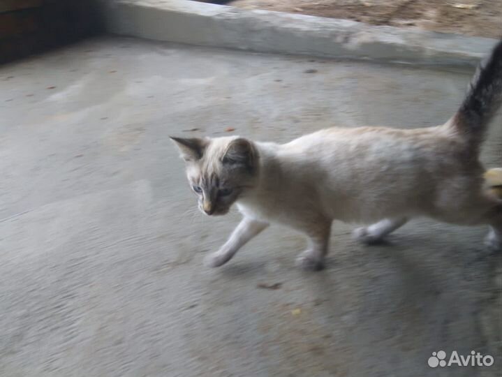 Кошка