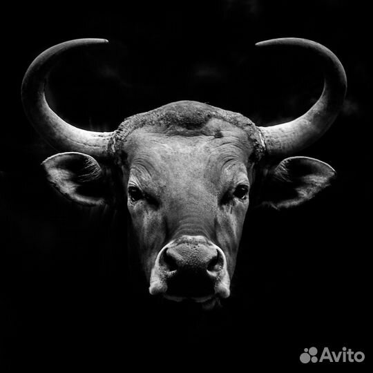 Быки и телки на мясо