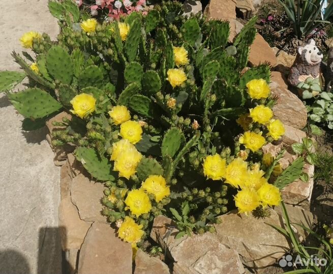 Кактус опунция