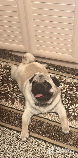 Мопс вязка мальчик