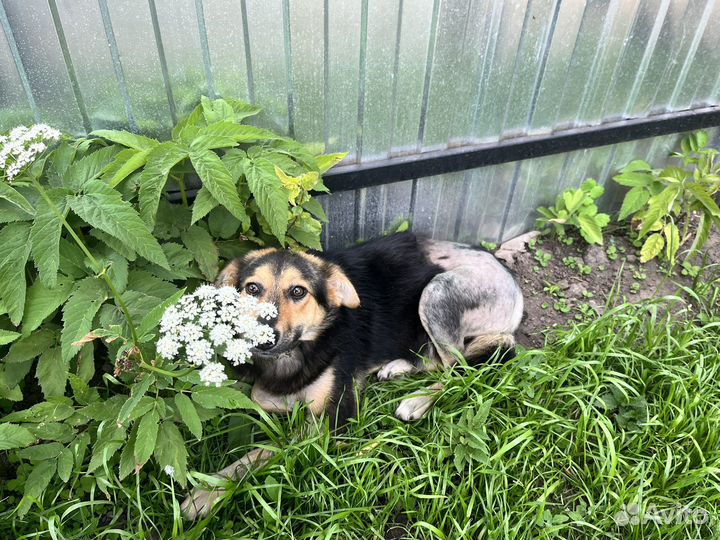 Собака молодая