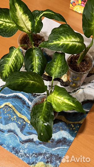 Диффенбахия Камилла