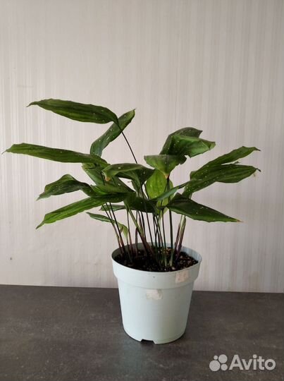 Аспидистра Милки Вэй, пеперомия Джелли