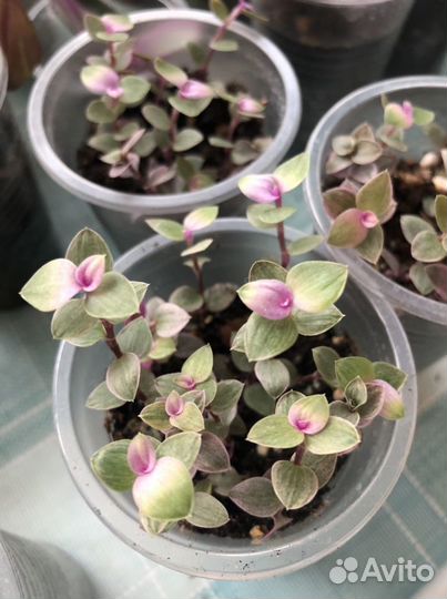 Каллизия Pink Panter