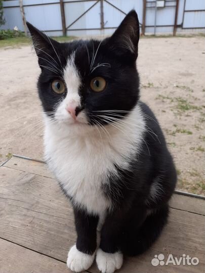 Котенок 5 месяцев
