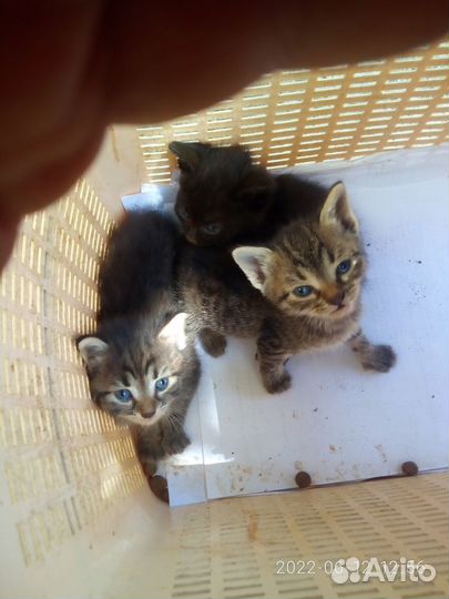 Котята на любой вкус и цвет