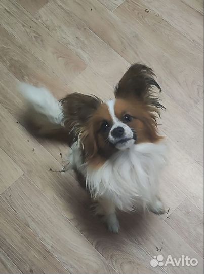 Папильон вязка