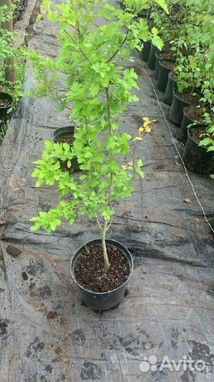 Боярышник обыкновенный