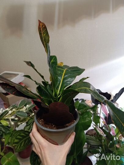 Кодиеум кротон