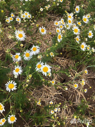 Натуральный Гидролат ромашки