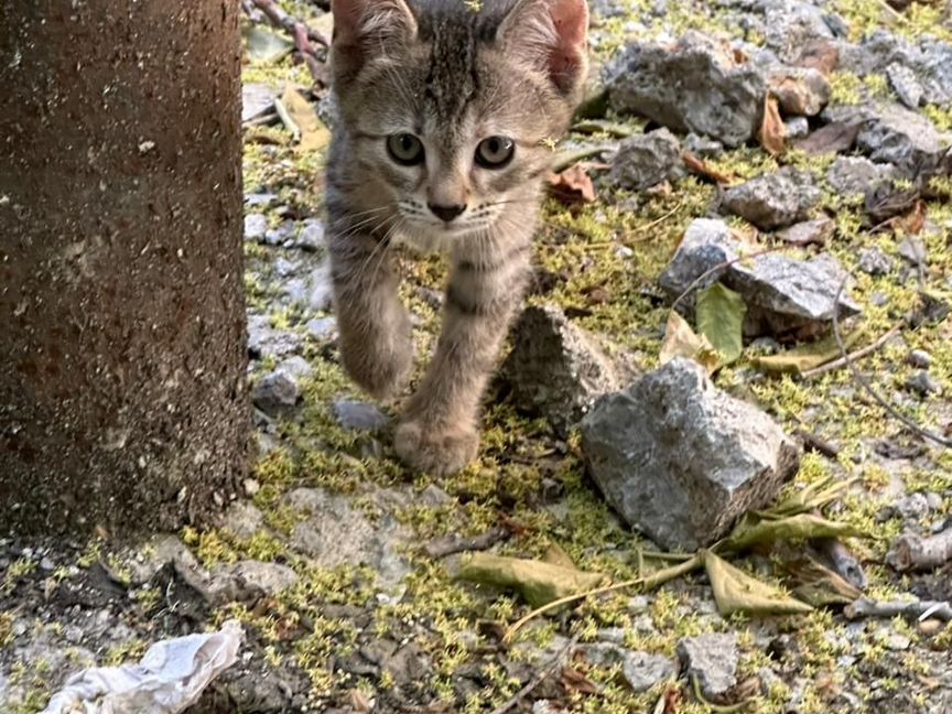 Ласковые и милые котята мальчики