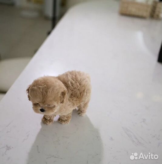 Микро девочка мальтипу эксклюзив