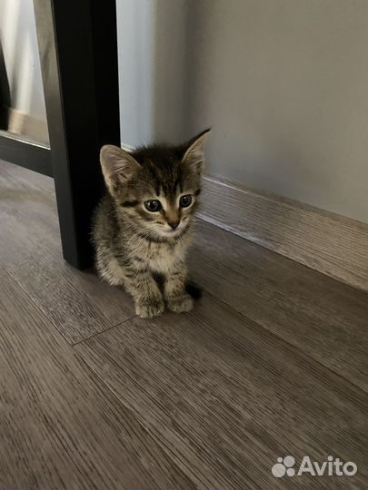 Котенок в добрые руки