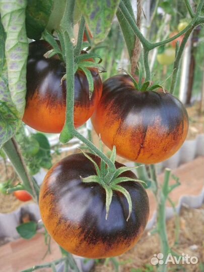 Семена коллекционных сортов