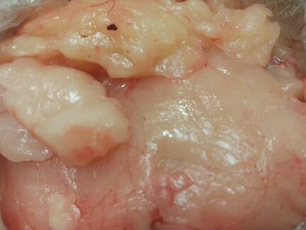 Гусиный жир