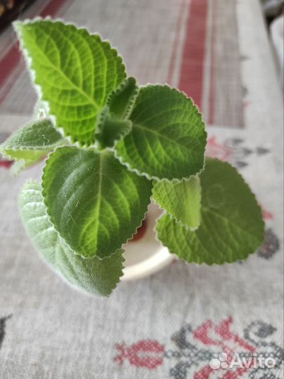 Комнатная мята