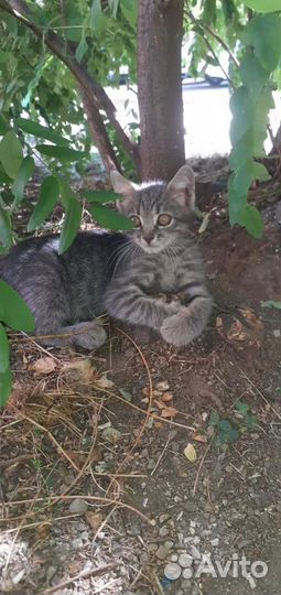 Отдам котенка в добрые руки