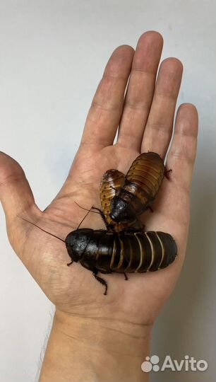 Мадагаскарские тараканы