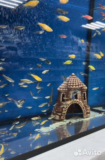 Аквариумные рыбки