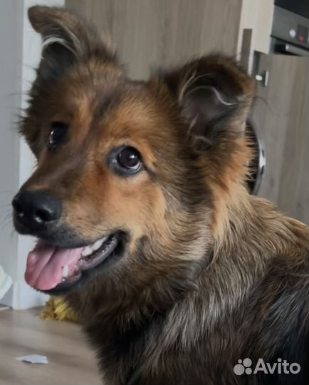 Щенок в добрые руки бесплатно