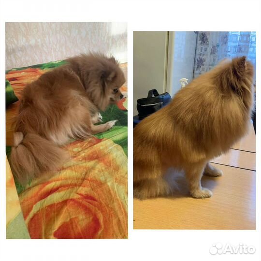 Груминг собак и кошек