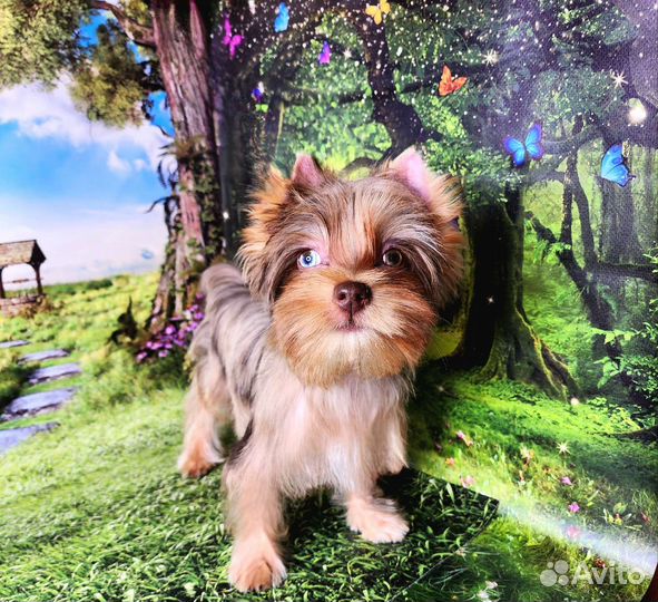 Йоркширский терьер