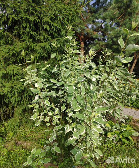 Дерен элегантиссима и пузыреплодники