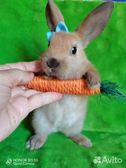 Карликовые кролики