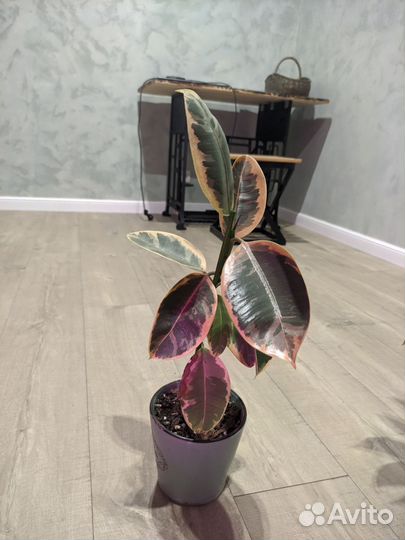 Комнатные растения