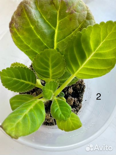 Глоксиния отростки с клубнями. Бордовая