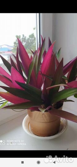 Традесканция рео