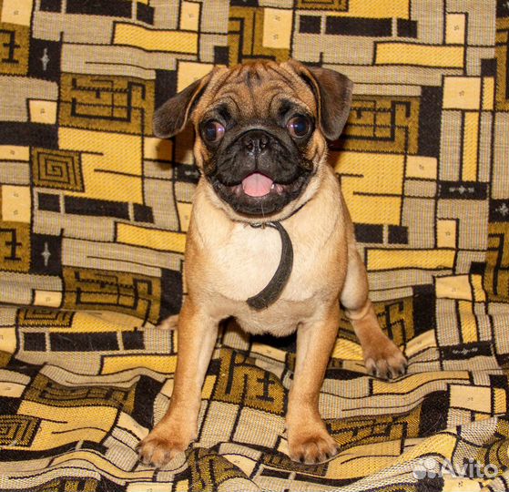Продаются щенки породы мопс pet класса