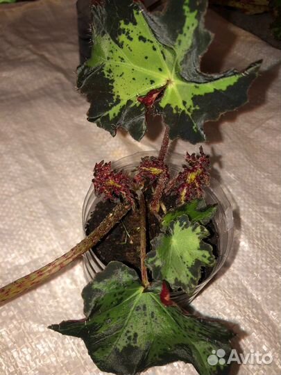 Бегония Клеопатра (детки)