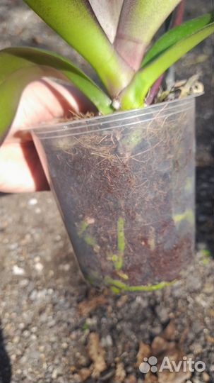 Орхидея фаленопсис каменная роза