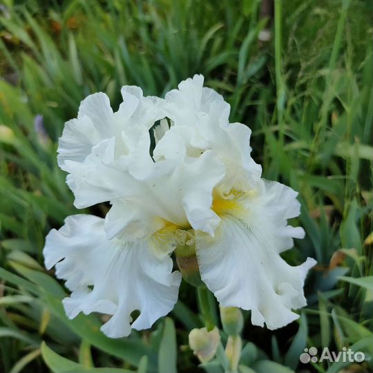 Ирисы бородатые сортовые
