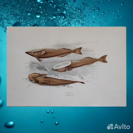 Антикварные литографии Рыбы 1862