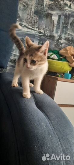 Кошка в дар