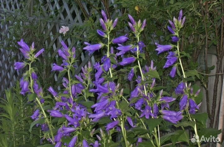 Колокольчик многолетний