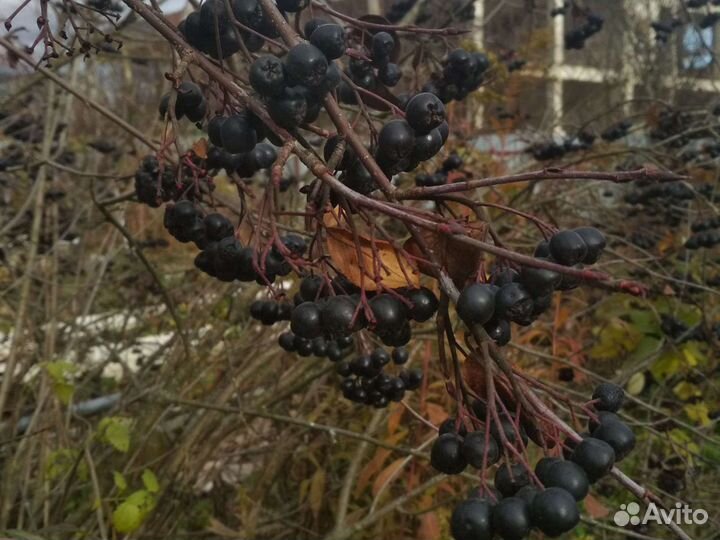 Черноплодная рябина Зеленоград