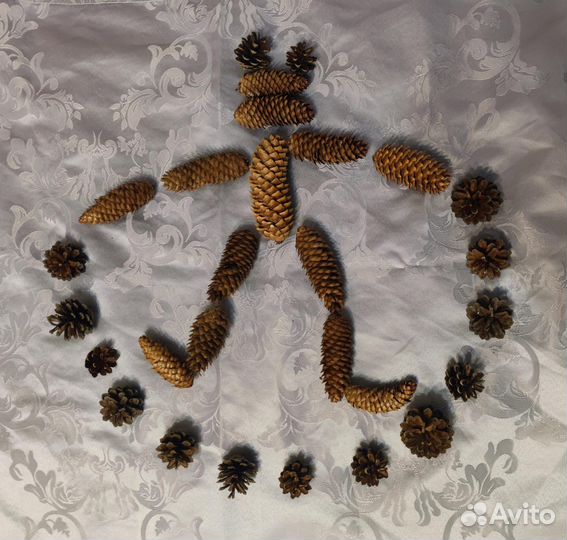 Шишки еловые и сосновые